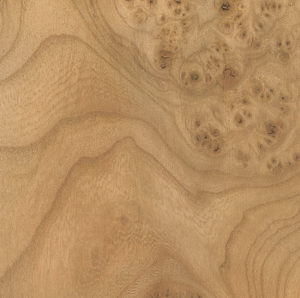 Elm Carpathian Burl Wood Veneer Sheet A Grade